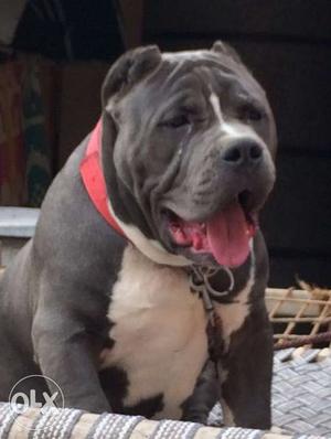 American bully male for sale age 18 month top