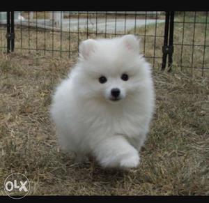 American eskimo cute and lovely family dog at