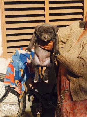 American pitbull pups blue avalible heavy import