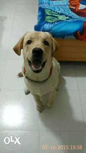 Available for meeting male Labrador import from