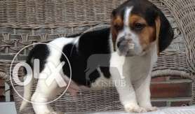 Beagle show puppies Supers black and brown color dark B