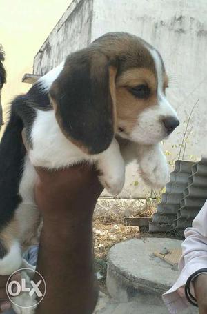 Beagle tri color male puppy