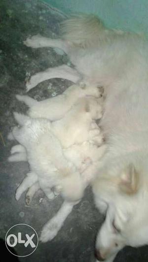 Beautiful milk white Pomeranian puppies available