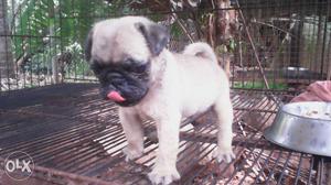 Beige And Black Pug negotiable