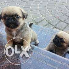 Best Supers Puppies Pure show breed PUG Female dog..heavy B