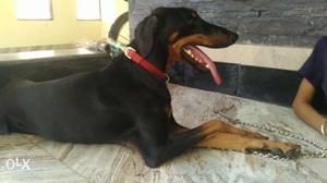 Best quality male Doberman ready for mating. Heavy