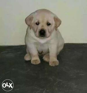 Bhopal:-- Boxer" Beagle" Lasa Apso" All Puppeis