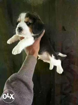 Bilaspur:-- Boxer" Beagle" Lasa Apso" All Puppeis