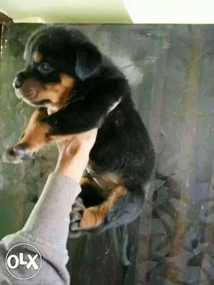 Bilaspur:-- Boxer" Beagle" Pomerian" All Puppeis