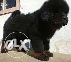 Biswas kennel --line we heav Tibetan mastiff puppy sell for