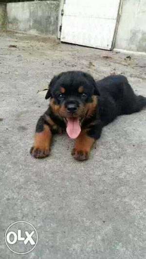 Black And Brown Short Coated Puppy