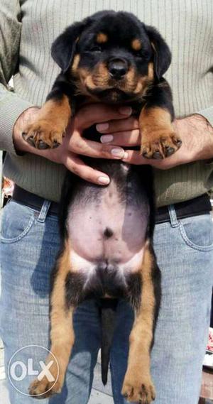 Black And Brown rottweiler Puppy all breed pupp available