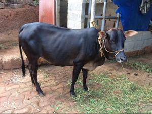 Black Cow In Mavoor