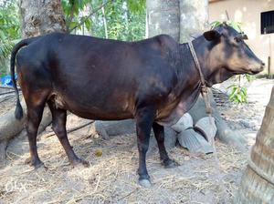Black Cow In Thiruvananthapuram