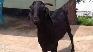 Black Goat