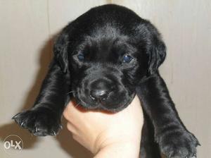 Black Labrador puppies for sale.