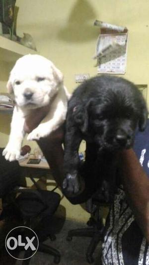 Black and white labradore puppies available all