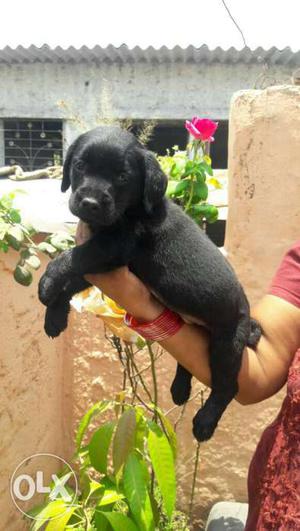 Black color Labrador puppy available male 