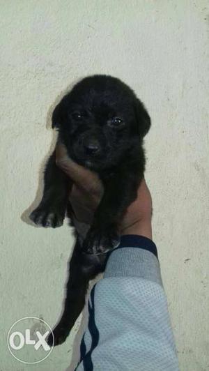 Black colour labradore available quality breed