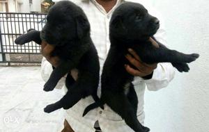 Black colour labradore pure breed male 