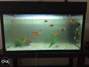 Brand new fish tank 3.5 wide and 2 feet length