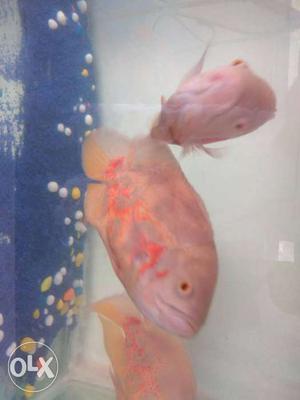 Brown And Orange Oscar Fishes