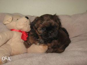Brown lhasa Puppy