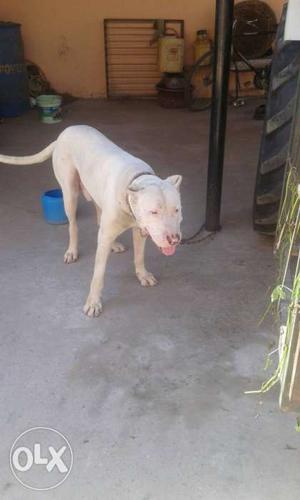 Bully bultair male pup for sale pure white