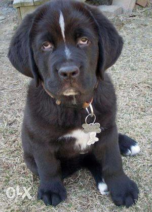 Cane Corso kennel-male SUper Best Newfoundland puppy