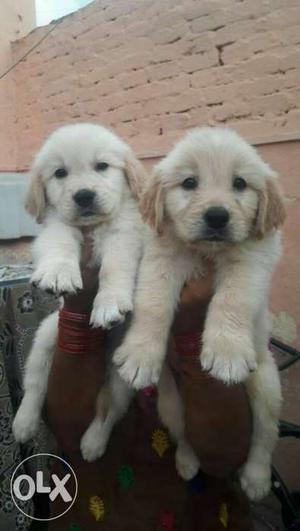 Champion line golden retriever puppy available