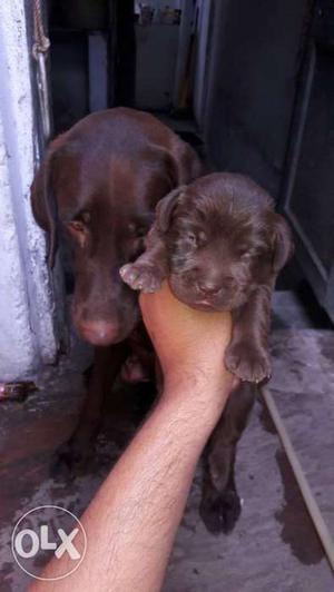 Chocolate Color labrador male have bone pups and