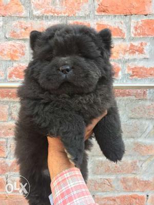 Chow chow male and female pup