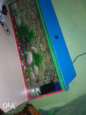 Complete fish pot with filters, plants,