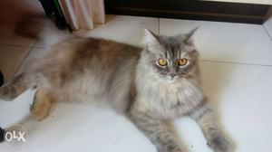 Couple of Persian cat of 20 months with kitten of