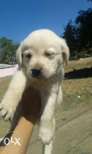 Cute off white Labrador puppies available