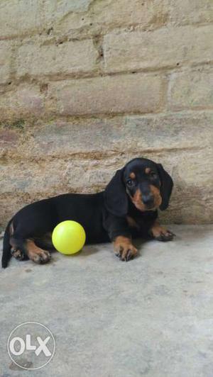 Dachshund puppy 40 days available