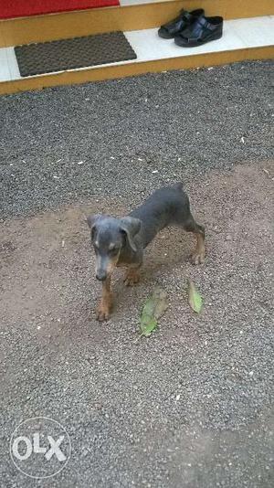 Doberman 3month vaccinated original breed