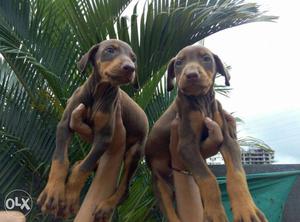 Doberman available all over India delivery