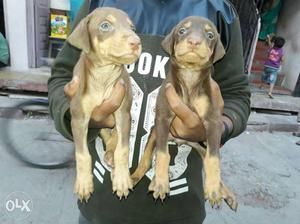 Doberman chocolate colour puppies available pure