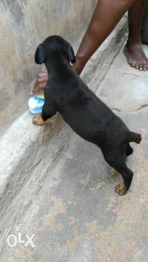 Dobermen male puppy for sale