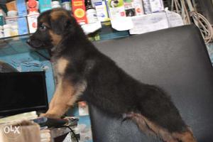 Dobule coats pups cheap & best price german shepherd pups