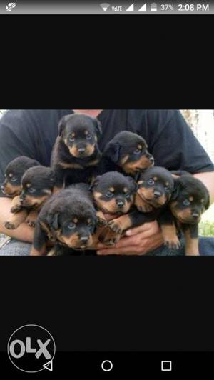 Eight Black And Brown Rottweiler Puppies