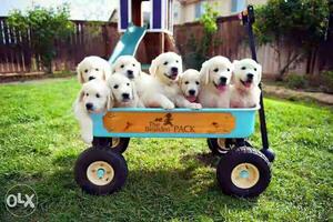 Eight English Cream Golden Retriever Puppies