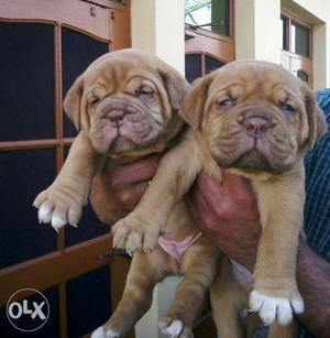 English mastiff Puppies with folded skin face and loose skin
