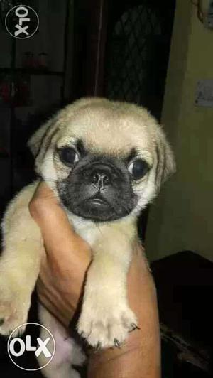 Fawn Pug Puppies Ready to sale at bestest prices.