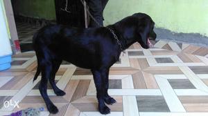 Female labra dog black