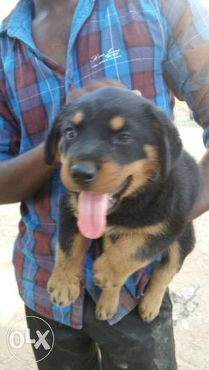 Female rotweller pup good breed pup