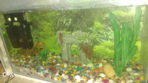 Fish aquarium (middle size)with 6 fishes& oxygen