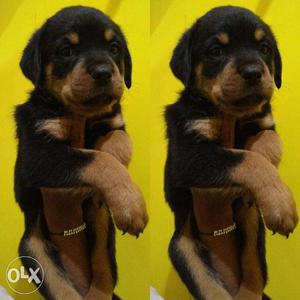 GERMAN SHEPHERD & ROTTWEILER male female puppy available