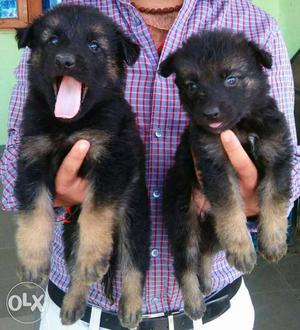 German Shepherd double coat puppies available all
